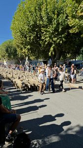 Fête Paysanne à Villelaure : retour en images sur une journée entre chevaux, tracteurs et traditions !
