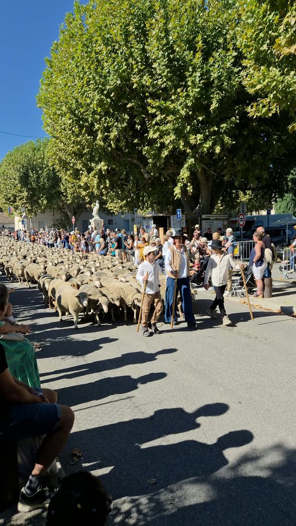WhatsApp-Image-2026-09-13-at-11.27.43-577x1024 Fête Paysanne à Villelaure : retour en images sur une journée entre chevaux, tracteurs et traditions !