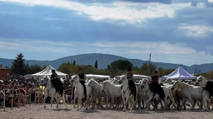 Défilé, concours, ferme pédagogique… L’univers équin va être mis à l’honneur à Pertuis avec la fête du cheval